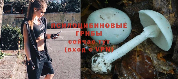 прущие грибы Баксан